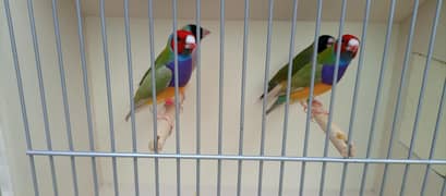 lady Gouldiun for sell