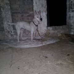 gultar dog