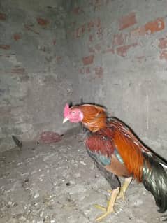 rooster for sale