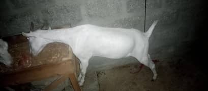 arjant sell fainal 60000