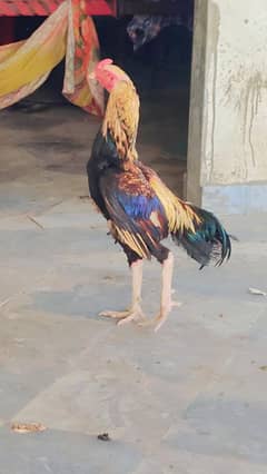 Aseel Murga Ha Acha Morga Ha Larne wala