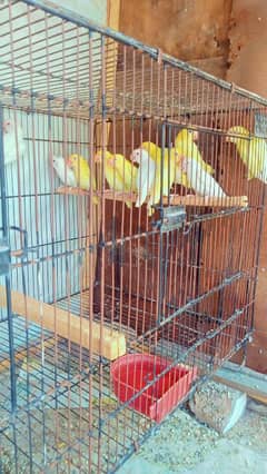 Multiple Love birds