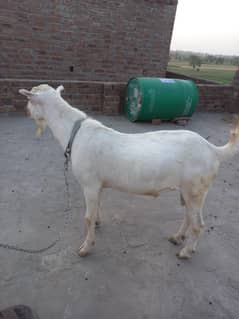 Bakra Burberry Tedda