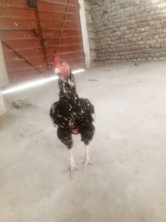 lasani band gadhi breeder for sale