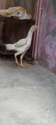 heera
