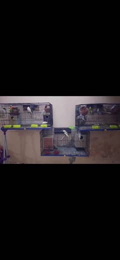 Parrots for sale