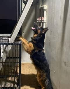 German shepherd for sale