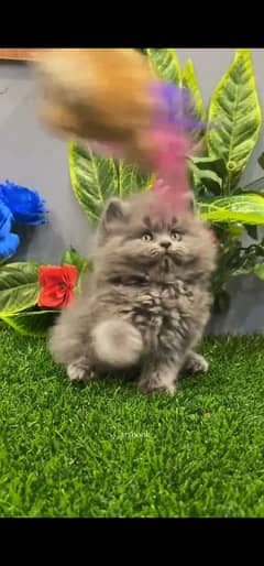 blue eyes white Persian kitten|Triple long coat |WhatsApp. 03250387943