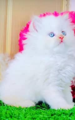 Persian