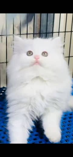 blue eyes white Persian kitten|Triple long coat |WhatsApp. 03250387943