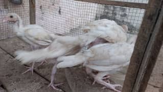 Aseel Heera chicks