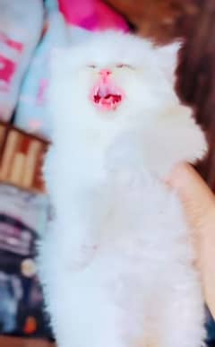 Persian kitten | triple long coated Kittens |  03406947464 WhatsApp