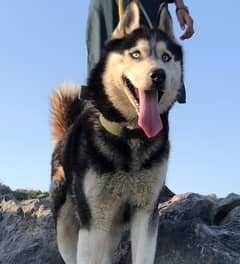 Siberian