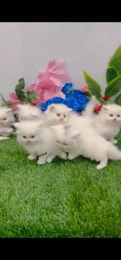 blue eyes white Persian kitten|Triple long coat |WhatsApp. 03250387943