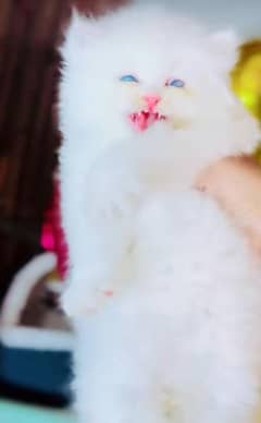 Persian