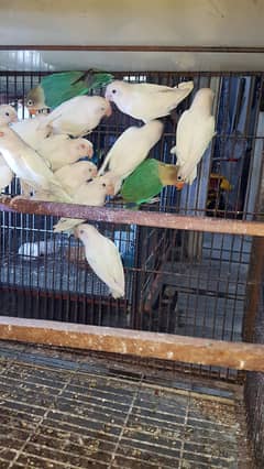 mix lovebirds 03447884589