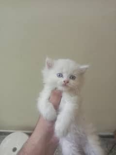Male and female kitten age 40 days