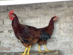Pure RIR Hens for Sale | Healthy & Active | 5-6 Months Old