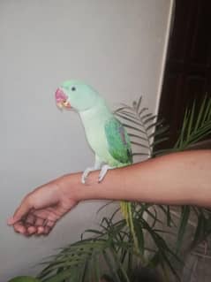 Alexander parrot
