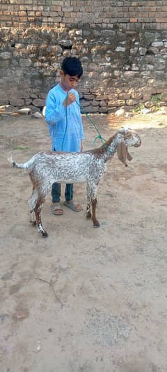 pure makhi cheni goat
