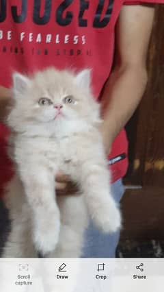 punch face kittens 03074524744