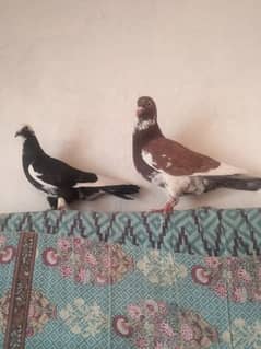 fancy pigeon