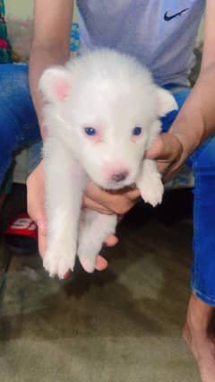 Russian podal puuppies available (femals)+