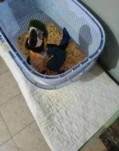 blue Macaw parrot for sale. 03358071474