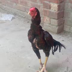 Aseel murga