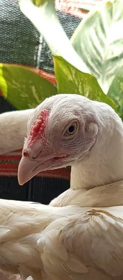 Nasli
