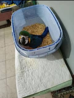blue Macaw parrot for sale. 03358071474