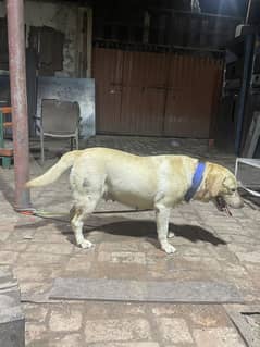 Labra female dog Full trained