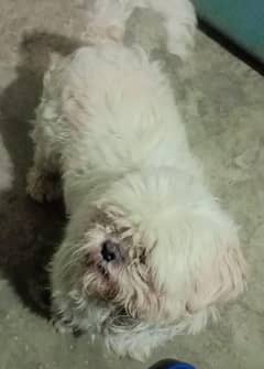 Shihtzu male for stud