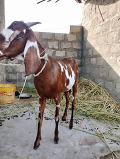 Female Goat