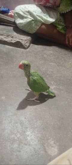 green parrot chaota bacha hy aik month ka finel 5000