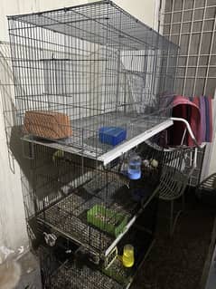 Cremino albino breeder pairs