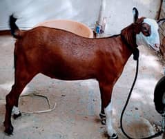 Bakra