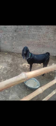 1.5 years Male goat for sale Eid Qurbani