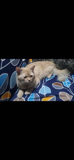 GINGER CAT