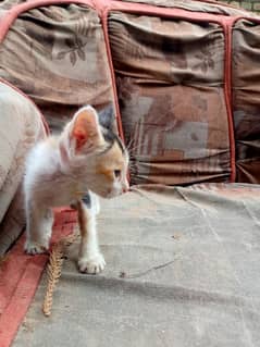 meoww