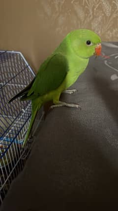 Ring neck parrot 2 month old