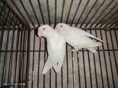 redeyes lovebirds 2 pair