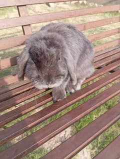 Holland lop rabbit