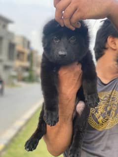 Black German Shepherd Female Puppy