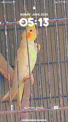 cockatiel creamino exchange with hogoromo male