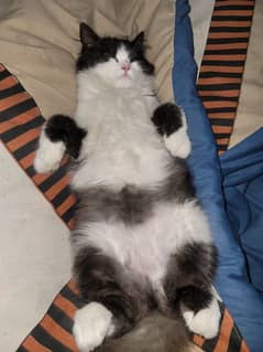 Persian