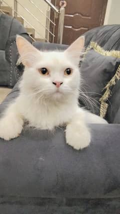 Female Persian cat for sell long hair, fluffy