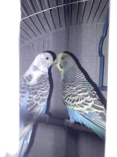 breader pair