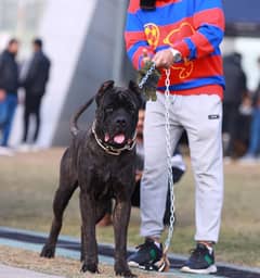 Cane