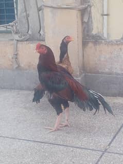 top class high quality aseel available two pair one male